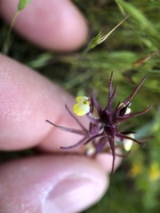 Triphysaria micrantha