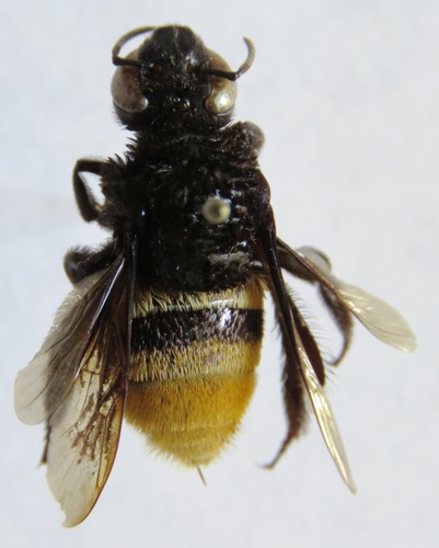 Belted Orchid bee photo 3