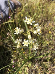 Toxicoscordion exaltatum