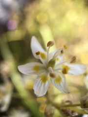 Toxicoscordion exaltatum