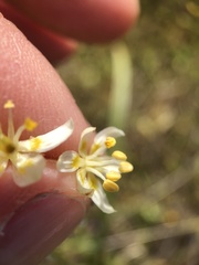 Toxicoscordion exaltatum