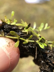 Callitriche marginata