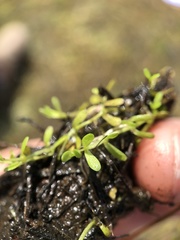 Callitriche marginata