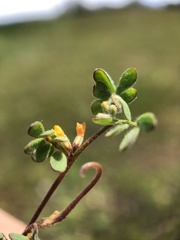 Acmispon micranthus