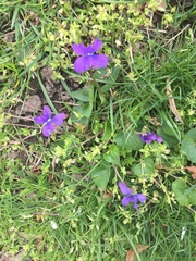 Viola sororia