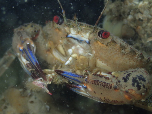 Velvet Swimming Crab, photo 6 of 10