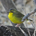 Kentucky Warbler - Photo (c) Jerry Oldenettel, some rights reserved (CC BY-NC-SA)