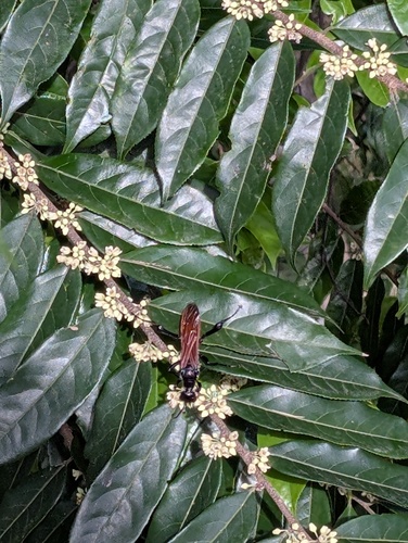 Casearia arborea, 2026-05-25