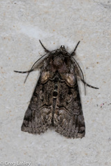 Abrostola microvalis