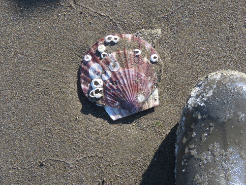 Ezo Giant Scallop