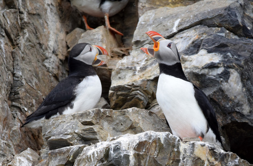 Atlantic Puffin