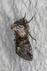 Abrostola microvalis