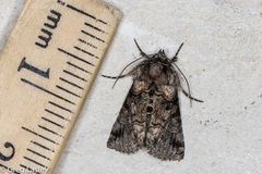 Abrostola microvalis