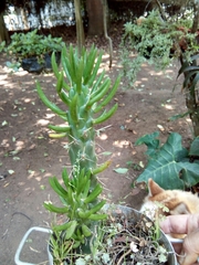 Austrocylindropuntieae