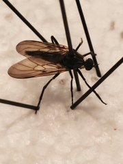 Empis tessellata