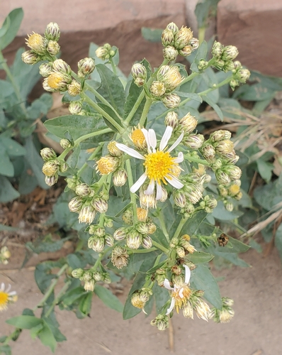 Eurybia glauca, photograph 4