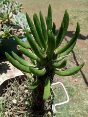 Austrocylindropuntieae