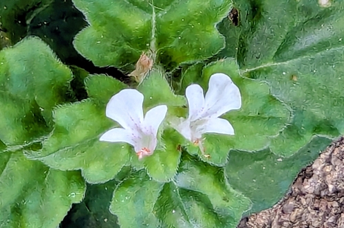 Ajuga nipponensis