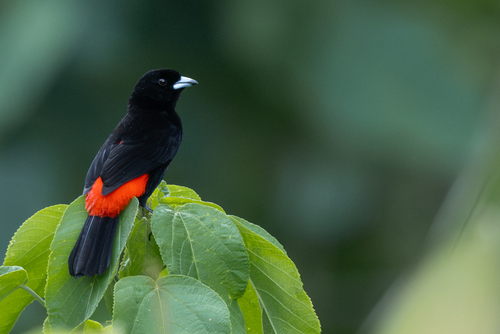 Scarlet-rumped Tanager
