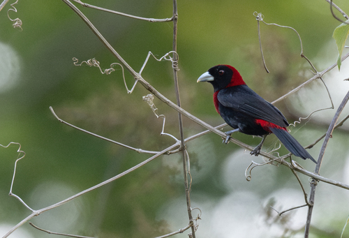 Crimson-collared Tanager