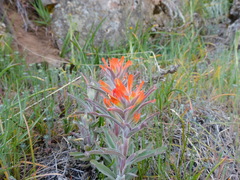 Castilleja pruinosa