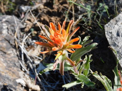 Castilleja pruinosa