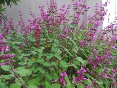 Syncolostemon obermeyerae