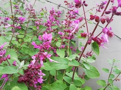 Syncolostemon obermeyerae