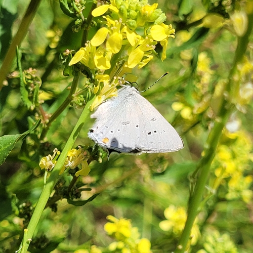 Sylvan Hairstreak photo 4