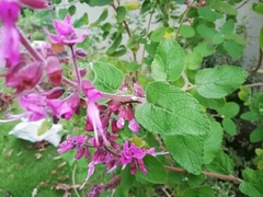 Syncolostemon obermeyerae