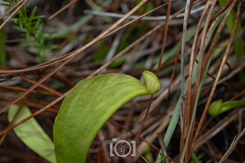 Sarracenia psittacina