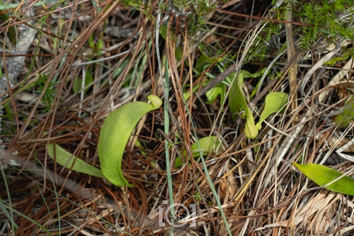 Sarracenia psittacina