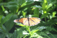 Danaus plexippus