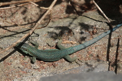 Teira dugesii dugesii