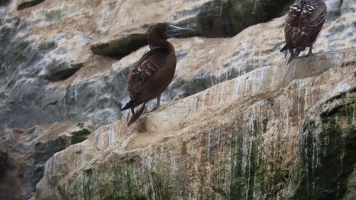 Blue-footed Booby