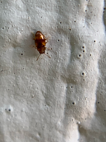 Beautiful Pleasing Fungus Beetle photo 3