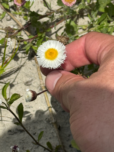 Erigeron procumbens, photograph 6