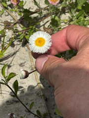 Erigeron procumbens, photograph (c) Chet Burrier, some rights reserved (CC BY)
