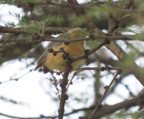 Red-faced Crombec (Sylvietta whytii), photo 2