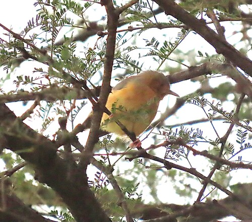 Red-faced Crombec (Sylvietta whytii)