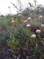 Armeria welwitschii