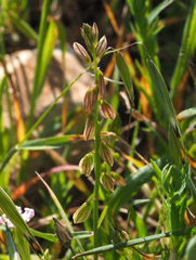 Polygala monspeliaca