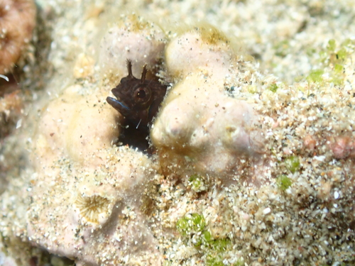 Moth blenny (Ekemblemaria nigra) — Chaenopsidae — 4
