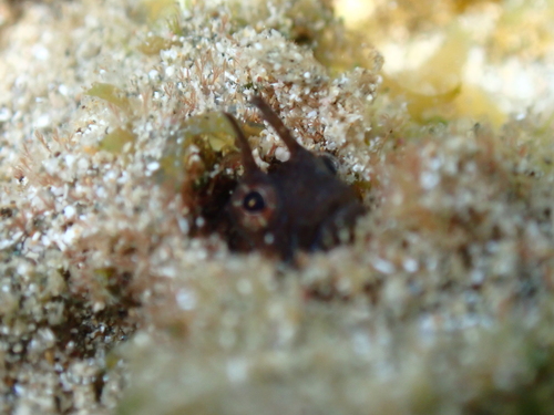 Moth blenny (Ekemblemaria nigra) — Chaenopsidae