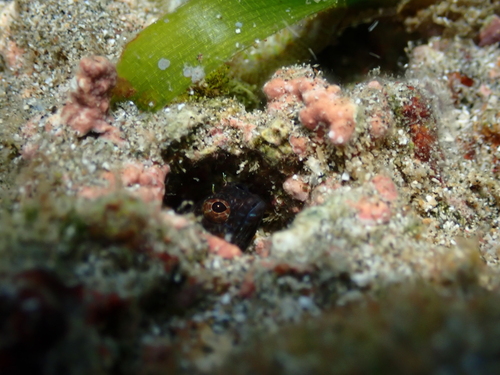 Moth blenny (Ekemblemaria nigra) — Chaenopsidae — 5