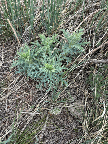 Rough pricklypoppy (Argemone hispida)