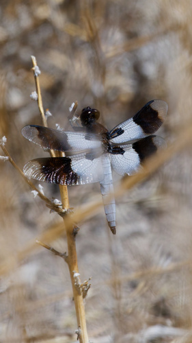 Desert Whitetail photo 6