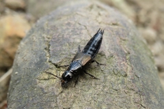 Philonthus splendens