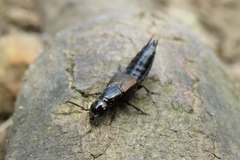 Philonthus splendens