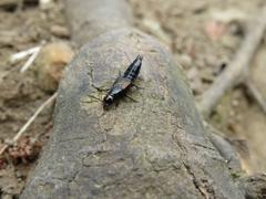 Philonthus splendens